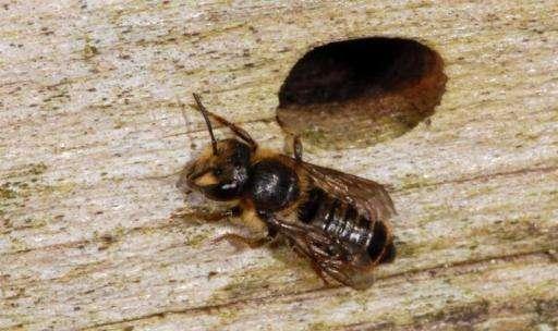 Solitary bees: Dead wood-nesters