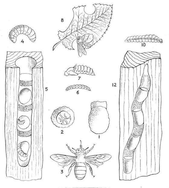 Solitary bees:
