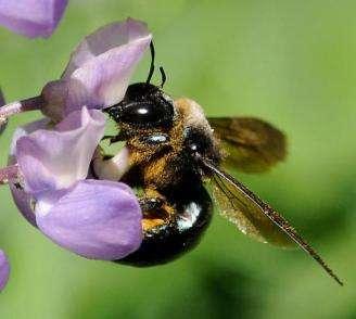 Why pollination matters