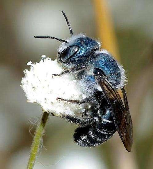 Solitary bees: Dead