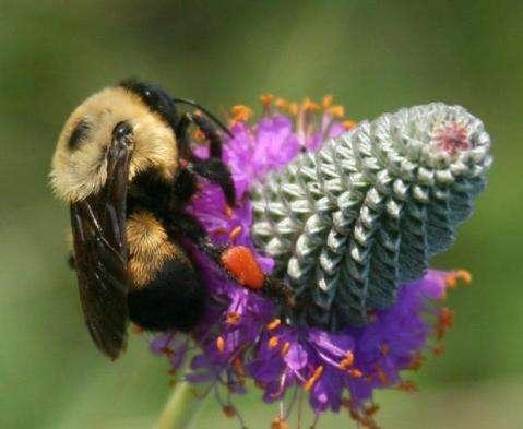 Native bees: Bumblebees Bumblebees One of the few truly