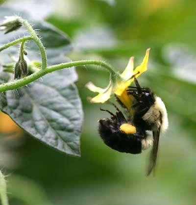 pollinators than honeybees for several