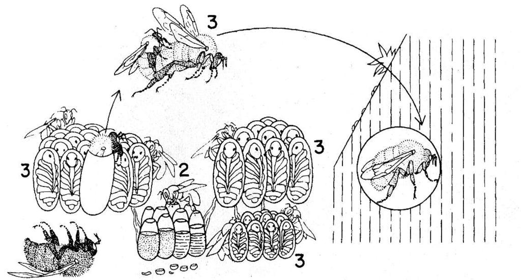 Bumblebee Life-cycle: Only
