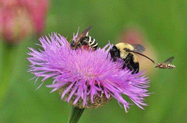 Identify nectar and pollen resources Which