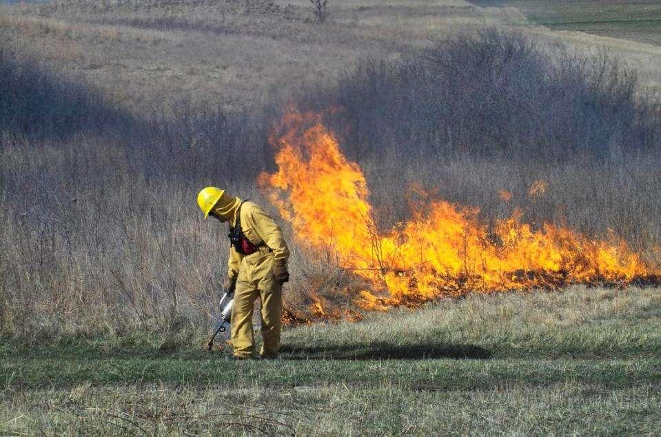 Adapt management: Prescribed Fire Burn from fall to early spring Avoid growing season burns Only treat