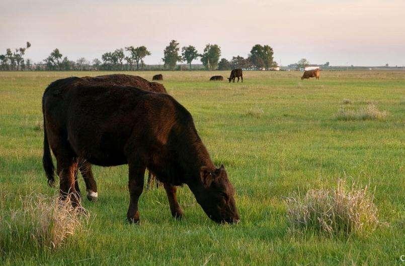 Adapt management: Cattle grazing Only treat 30%-50% of a site (leave untreated refugia) Low
