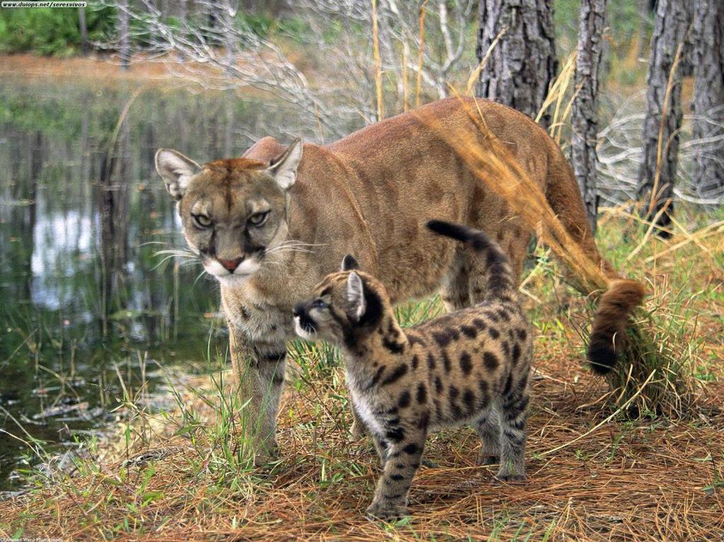 Puma concolor Cougar, Mountain Lion,