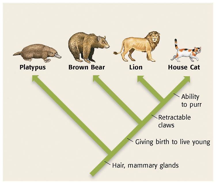 Relationship Between Evolution & Classification This branching diagram shows the similarities and differences between four mammals.