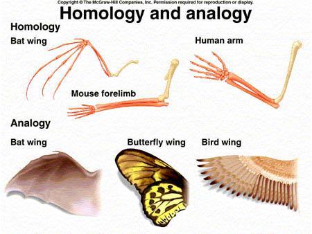 Structures Homologous structures are traits such as the human arm and whale fin that are similar in different species b/c the 2 species share a common ancestor.