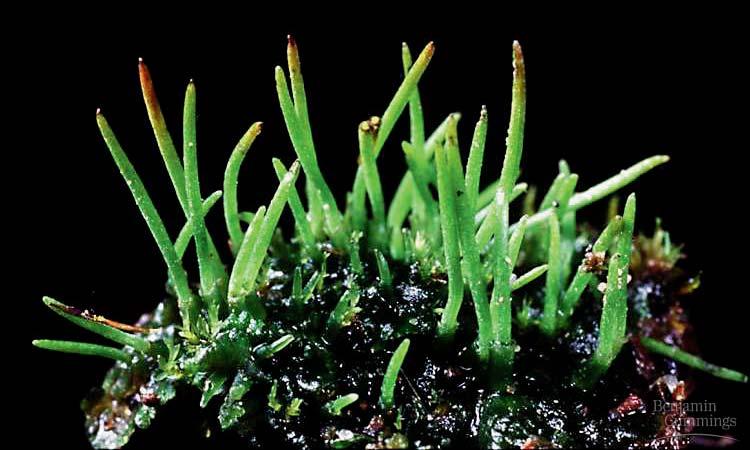 Anthocerophyta Hornworts Sporophyte Similar to liverworts