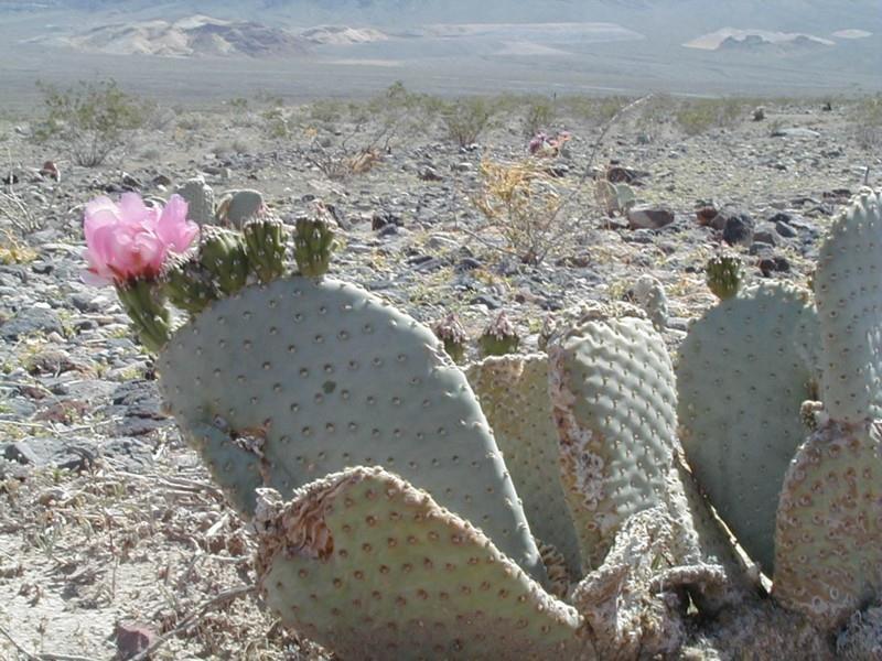 Desert Plants Flowers