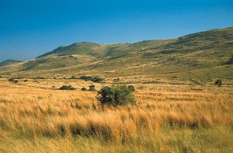 Grassland Climate Hot, dry summers and