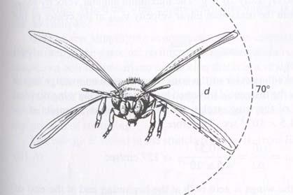 When a bumblebee of mass m = 0.25g, begins feeding at a suitable flower for nectar, it hovers above the flower as shown below by beating its wings very rapidly.