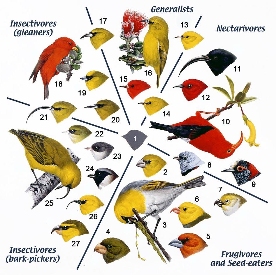 Adaptive radiation This theory says that one species can migrate, or move by transplantation, to new habitats and change to fit that new environment.