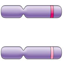 Genetics Review Genes: segments of DNA on a chromosome Alleles Alleles are different versions of a gene ex) The eye