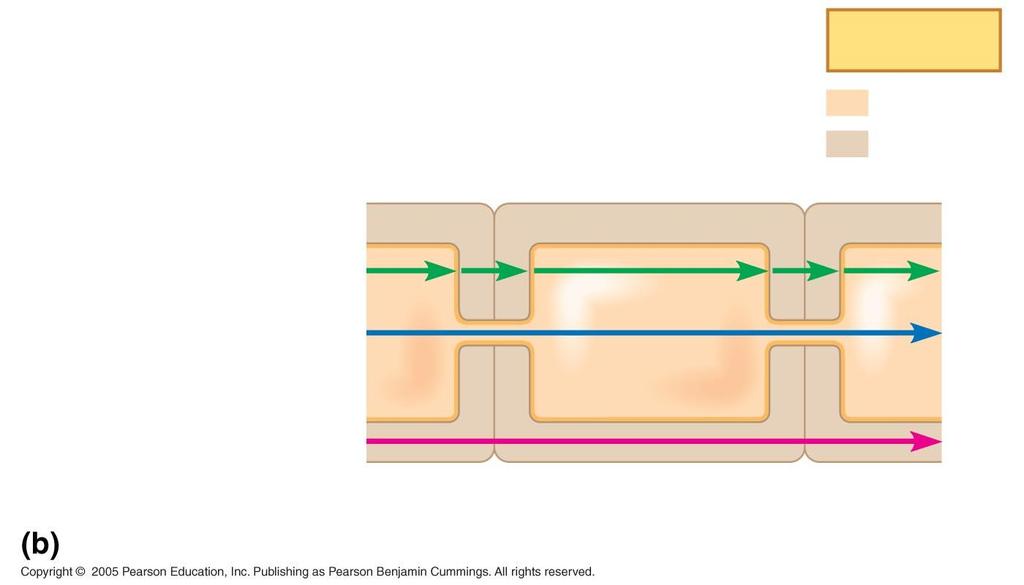 Functions of the Symplast and Apoplast in Transport Water and minerals can travel through a plant by three routes: Transmembrane route: out of one cell, across a cell wall, into another cell