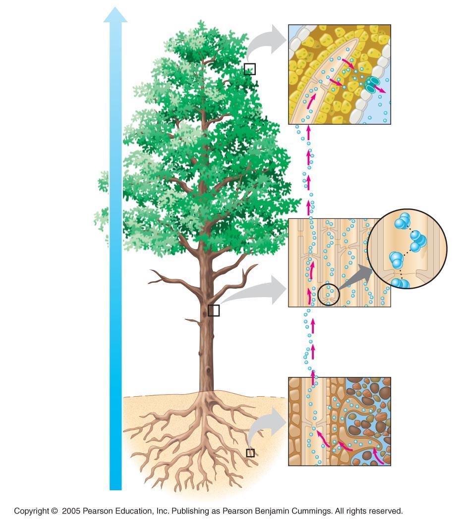Water potential gradient Pulling Xylem Sap: The Transpiration-Cohesion Tension Mechanism Outside air = 100.0 MPa Leaf (air spaces) = 7.0 MPa Leaf (cell walls) = 1.