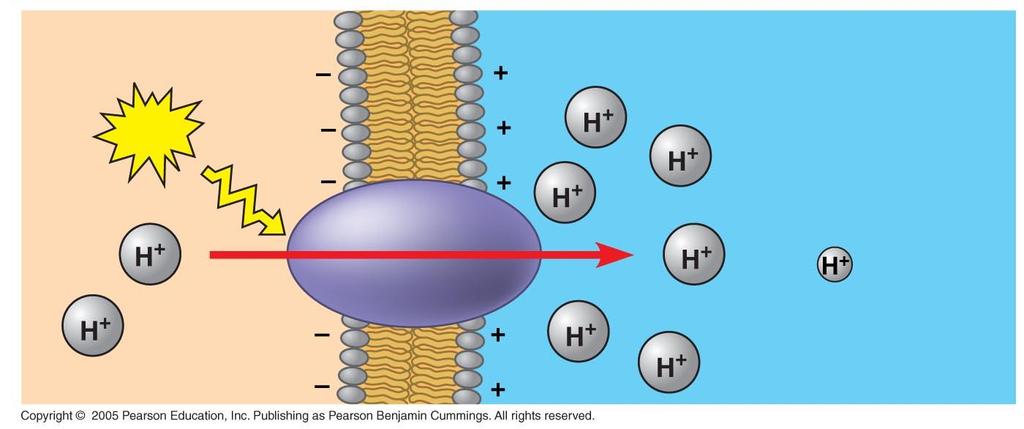 Proton pumps generate membrane potential and H+ gradients.