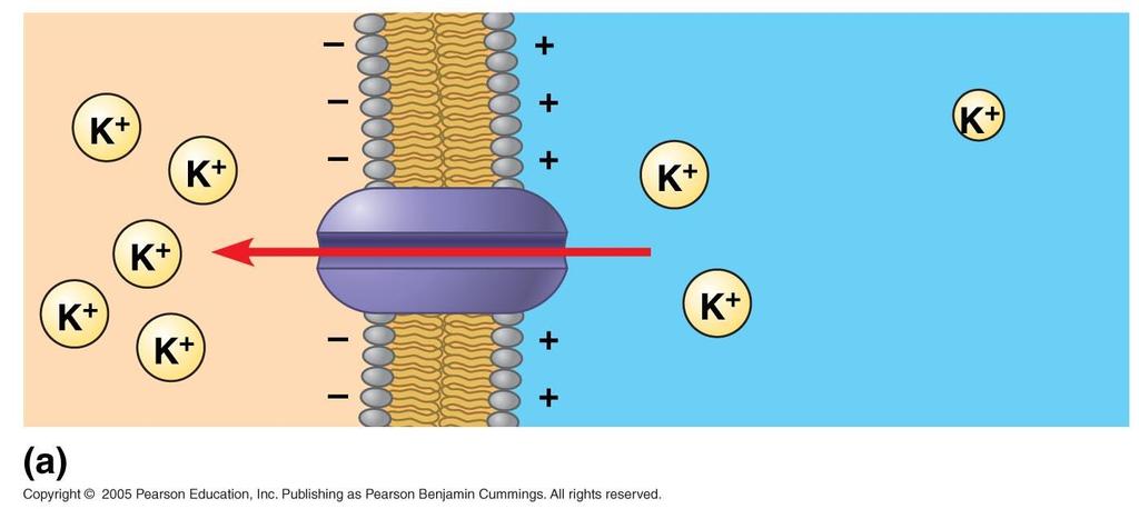 Cations (K+, for example) are driven into the cell by the membrane potential.
