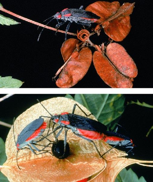 Sympatric Model (2) Selection in the face of gene flow: Niche Partitioning Strong assortative mating and sexual selection (disruptive selection) Example of Niche Partitioning: Soapberry bugs have