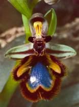 or floral form in pseudocopulatory orchids Mechanical isolation -