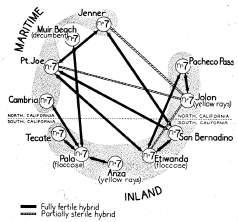 Geographic Speciation Island Model of Speciation A rapid form of peripheral isolation and