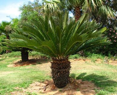 HERBIVORE FOOD Cycads are short, palm
