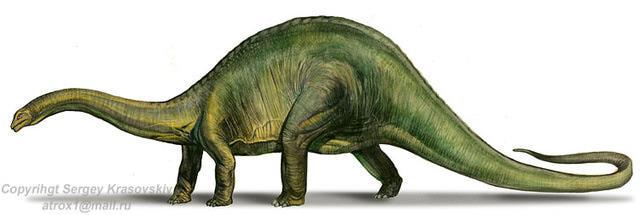 APATOSAURUS Herbivore Inaccurately called Brontosaurus