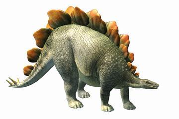 STEGOSAURUS Herbivore Most common Utah Stegosaurus was about 20 feet long and