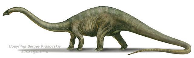 DIPLODOCUS Herbivore 70 feet long; 13 feet tall 15 tons (3 elephants) Probably roamed in herds Ate vegetation in high places
