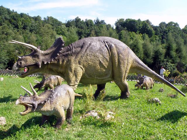TRICERATOPS Probably used horns to ward off predators (possibly charging them) Biggest