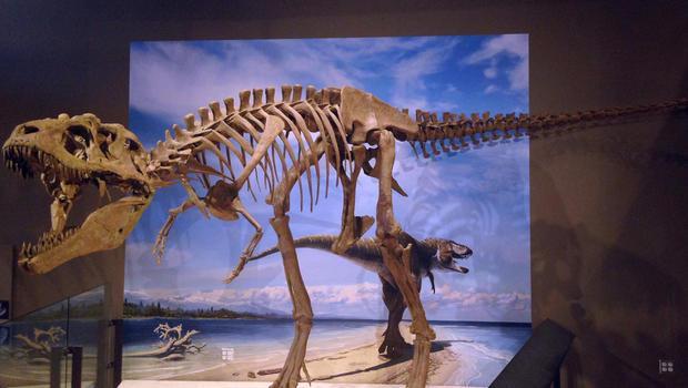 EXTINCTION Most reliable information suggests something like this: Most dinosaurs and several other animals died off slowly over several millions of years for a variety of reasons The last surviving