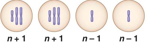 4. If these four cells resulted from cell division of a single cell with diploid chromosome number 2n = 4, what process has just occurred? a. Normal meiosis b. Translocation c. Nondisjunction d.