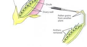 , 2002 Cross Pollination The transfer of pollen from the anther of one plant