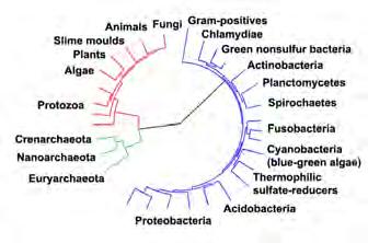 Tree of life: three Domains: Eukarya, Archaea, and Bacteria Eukarya Bacteria Archaea From Ciccarelli
