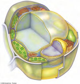 1 3 2 1 3 2 Golgi body vesicle central vacuole Next time: Parts of plant cells: cell wall, ER,