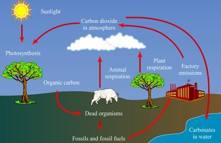 Nitrogen Cycle Most organisms can use nitrogen only once it has been fixed, or combined with other elements to form nitrogen-containing compounds.