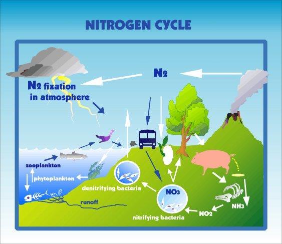 This is done through lightning or by certain kinds of bacteria. Once nitrogen is fixed, producers can use it to build proteins and other complex compounds.