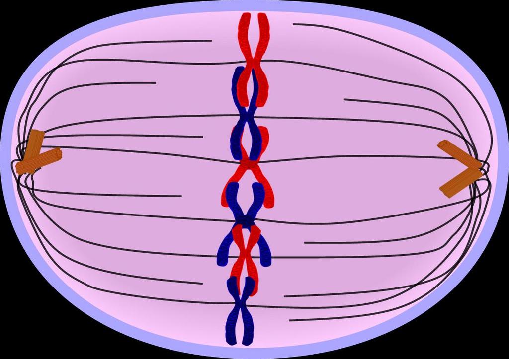 MITOSIS STEP 2 - Metaphase Chromosomes line up in the middle of the cell in a