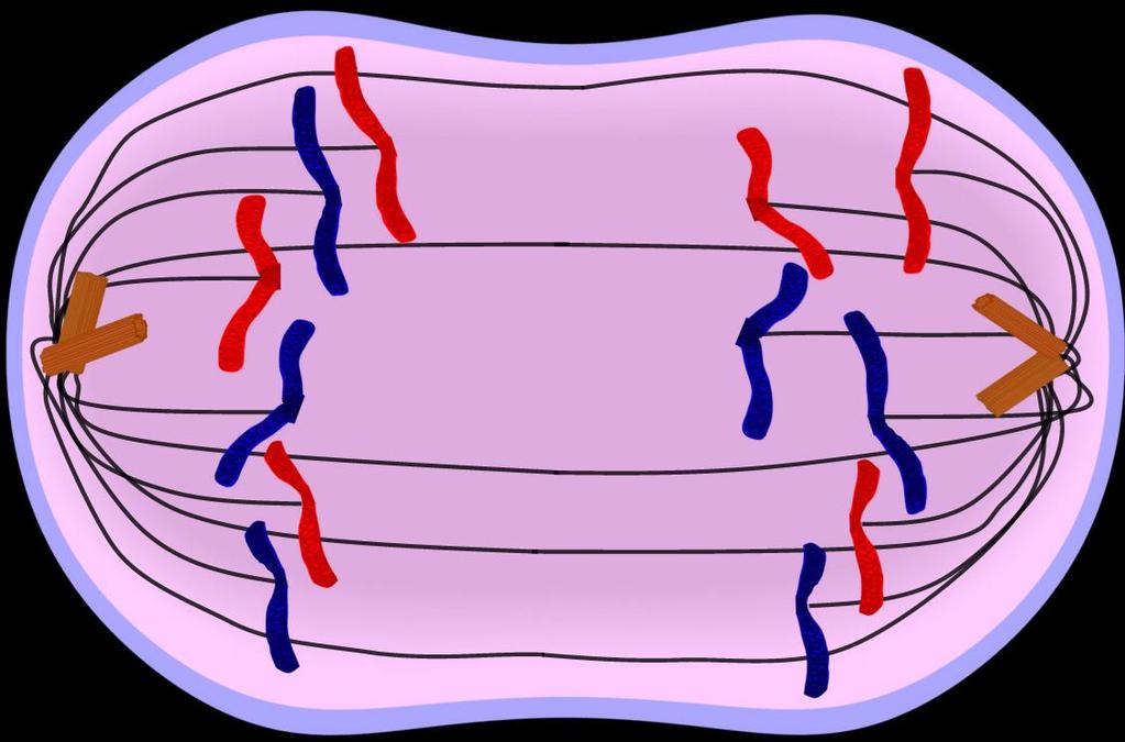 MITOSIS STEP 3 - Anaphase Chromatids are pulled to opposite sides of