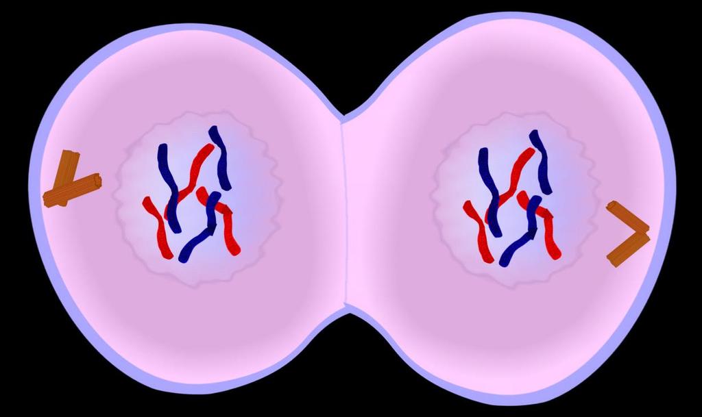MITOSIS STEP 4 - Telophase Nucleus