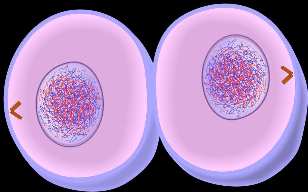 CYTOKINESIS The cytoplasm divides forming 2 daughter