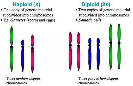 DIPLOID VERSUS HAPLOID Diploid cells have two of each kind of