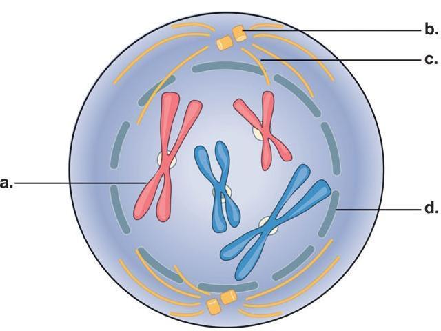 MITOSIS STEP 1 - Prophase Duplicated strands of sister chromatids pair up and condense into chromosomes Strands are