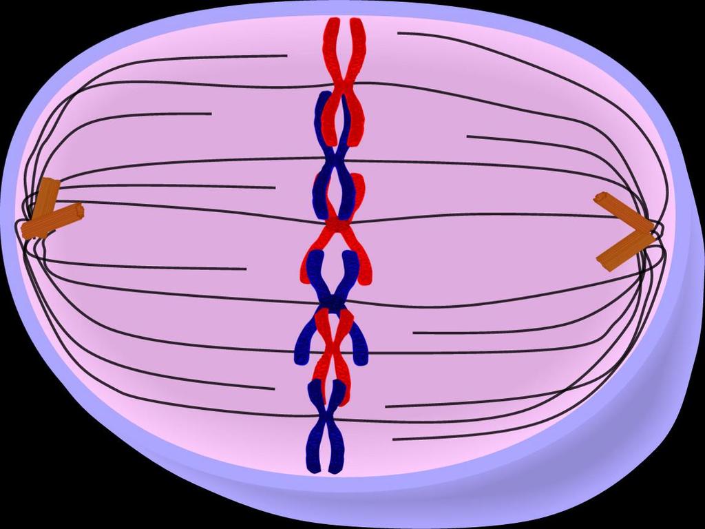 Metaphase Second phase of mitosis The chromosomes, guided by the spindle fibers, line up in the middle of the dividing cell.