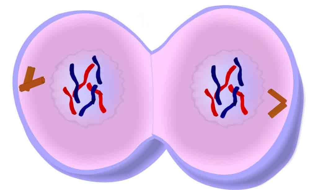 Telophase The last stage of mitosis. The chromosomes have reached the poles.
