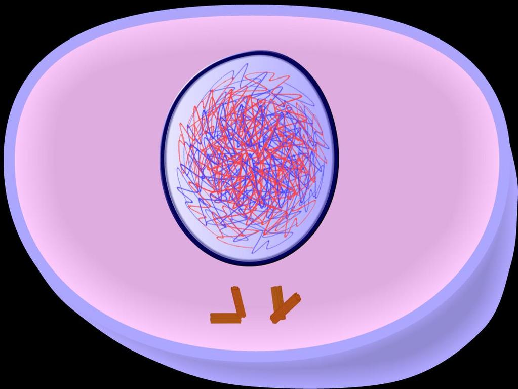 Interphase Mitosis is now over.