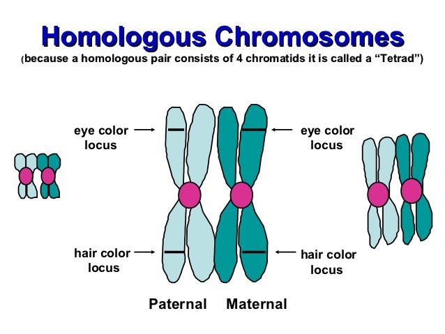Crossing Over Vocabulary Homologous Chromosomes During meiosis, there is one paternal and one maternal chromosome pair inside a cell Crossing Over the process where homologous