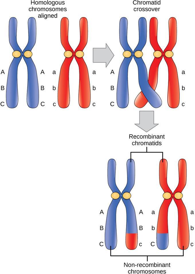 Meiosis I Prophase l First phase of Meiosis l Chromosomes become