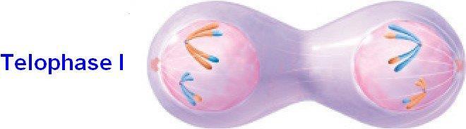 Meiosis I Telophase I Complete haploid (4) sets of chromosomes A cleavage furrow appears By the end of the stage the